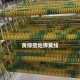Model YGE-08 Yellow-Green PVC Grounding Spiral Cable, Retractable Earth Wire Assembly
